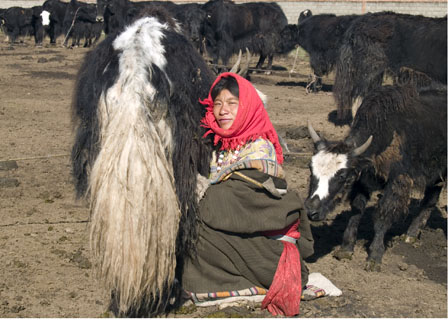 woman milking a yak cow Tibet Spring Brook Ranch